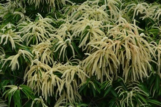 栗の花 木綿屋喜三郎 写真集 時の記憶