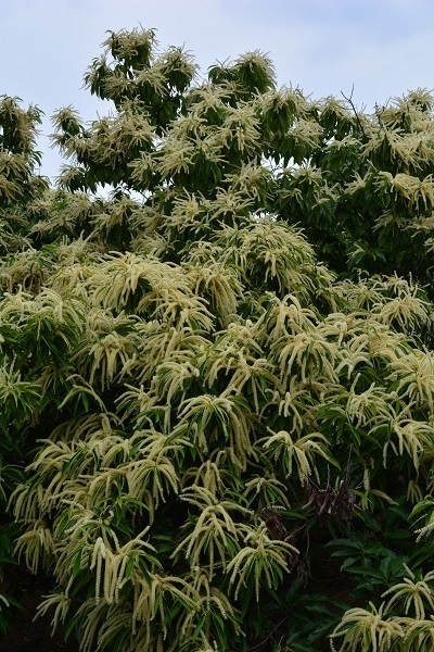 栗の花 木綿屋喜三郎 写真集 時の記憶