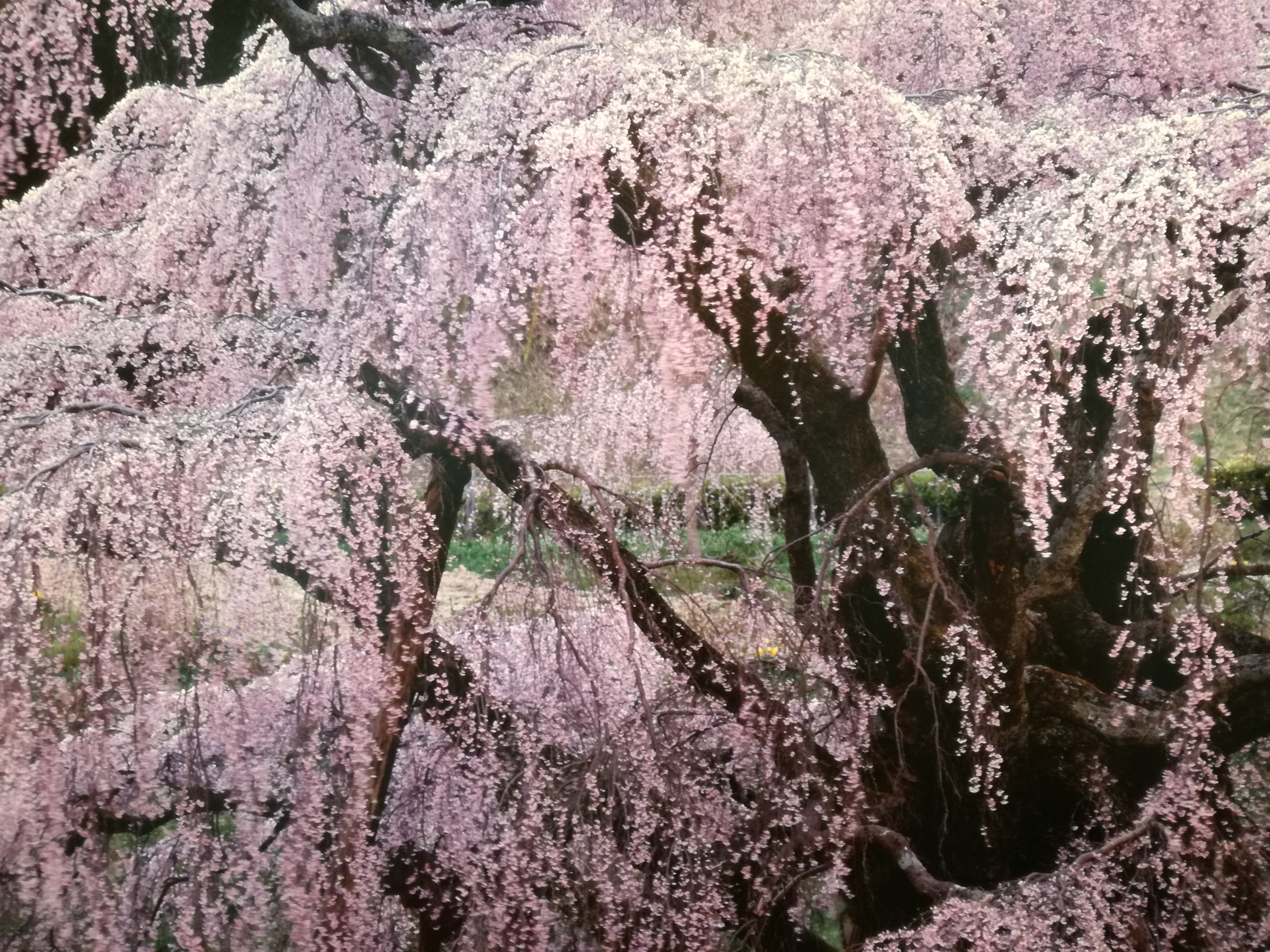 フジフイルムスクェア・竹内敏信写真展｢日本の桜｣: 木綿屋喜三郎 写真と俳句・時の記憶と食べ歩き